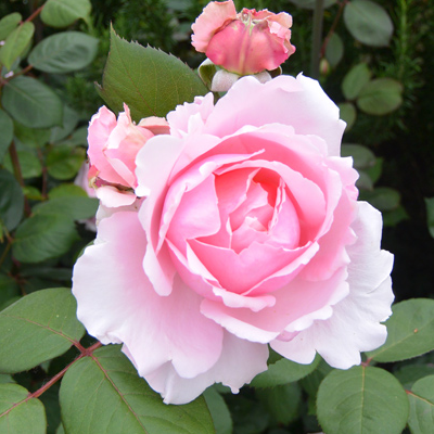 cabbage-rose