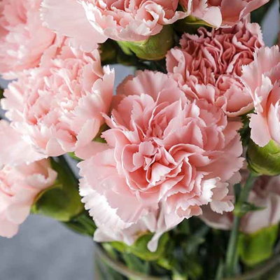 carnation
