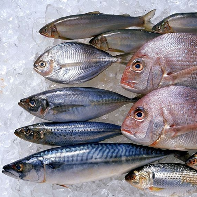 fish